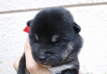 柴犬(標準サイズ)【北海道・女の子・2013年8月21日・黒】の写真「9/23までのご予約で血統書にお好きなお名前入れられます☆」