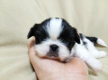 ペキニーズ【北海道・女の子・2015年2月21日・パーティー(白×黒)】の写真「良血統☆とっても可愛い３兄妹♪」