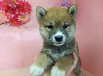 柴犬(標準サイズ)【北海道・男の子・2015年3月8日・赤】の写真「良血統☆小振りです」