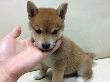 柴犬(標準サイズ)【北海道・男の子・2015年7月1日・赤】の写真「葵錦号の曾孫！小振りな兄妹」