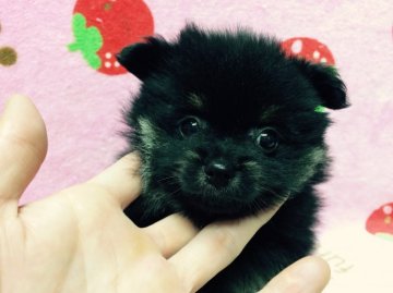 ポメラニアン【北海道・男の子・2015年8月12日・ブラック&タン】の写真「おっとりした性格の可愛い子です☆」