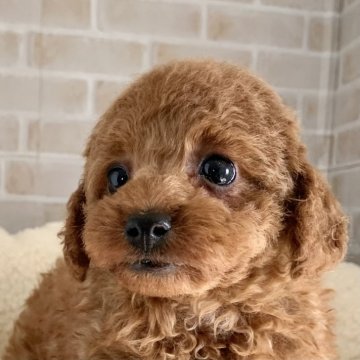 トイプードル(タイニー)【北海道・男の子・2024年9月2日・レッド】の写真「とっても仲良し2兄妹♪遺伝病3項目発症しません✨」
