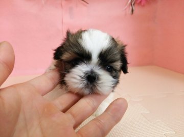 シーズー【北海道・男の子・2015年2月10日・ホワイト&ゴールド】の写真「とっても小振りな４兄妹☆」