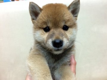 柴犬(標準サイズ)【北海道・女の子・2015年7月9日・赤】の写真「葵錦号の曾孫！とても可愛いお顔です」