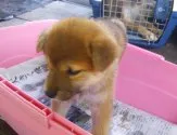柴犬(標準サイズ)【北海道・女の子・2013年7月15日・赤】の写真4