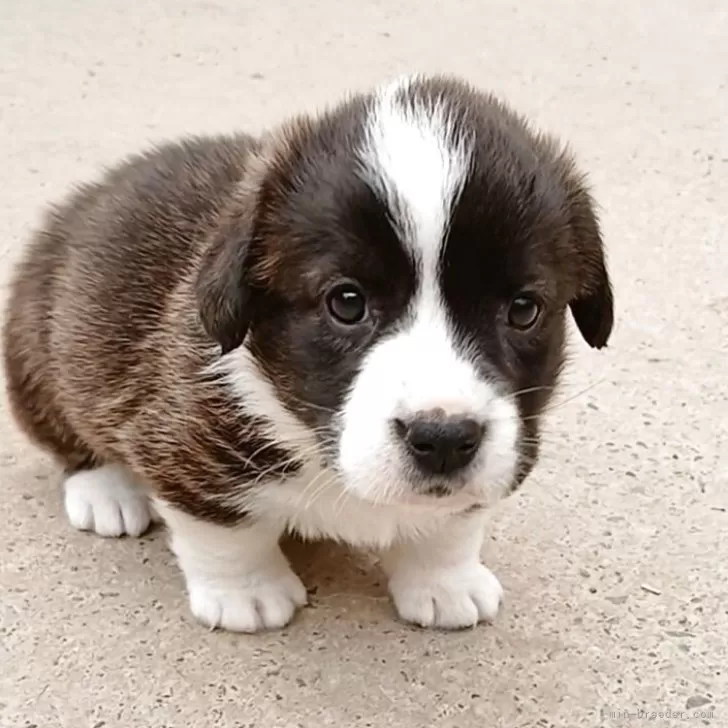 ID:2504-00875の子犬