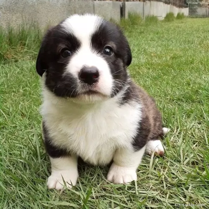 ID:2408-00684の子犬