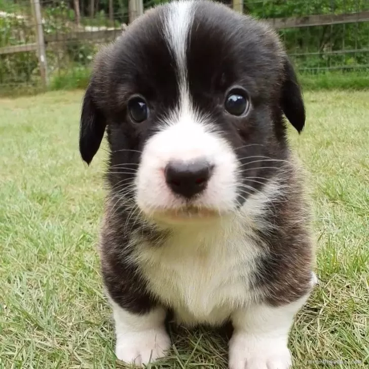 ID：2408-00681の子犬