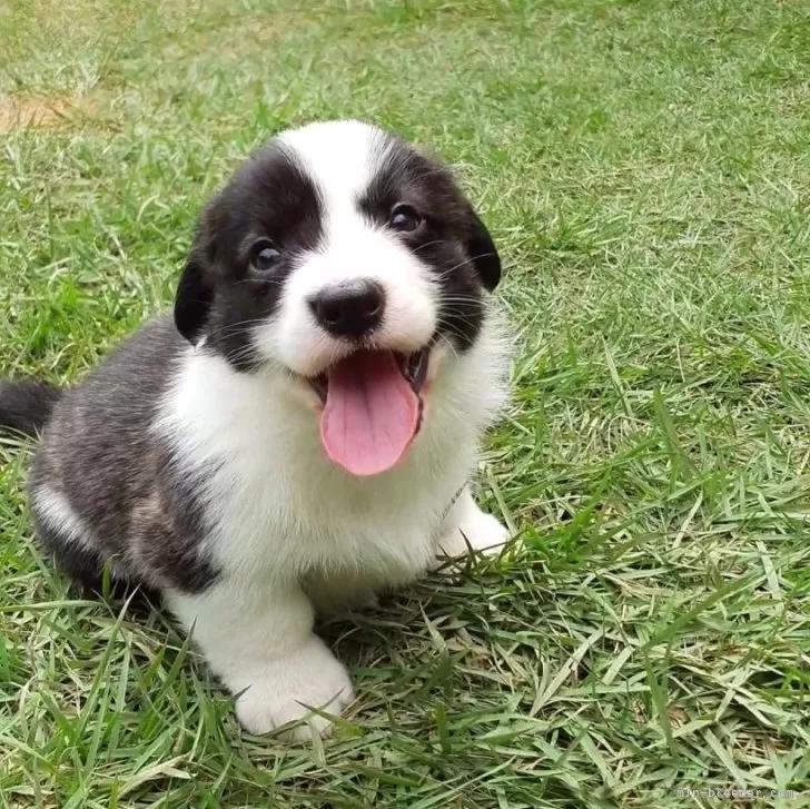 ID：2408-00630の子犬