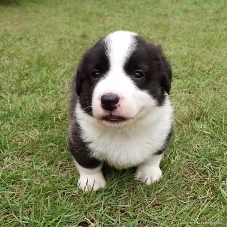 ID：2410-01259の子犬
