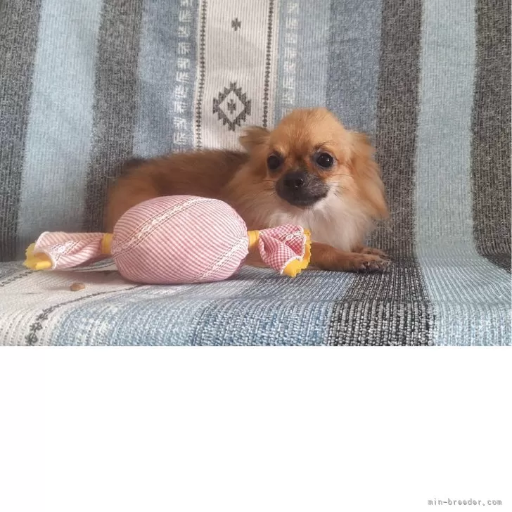 marin12 様のお迎えした子犬