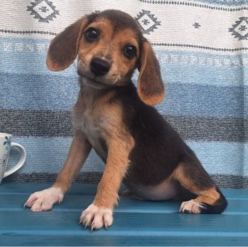 ミックス(柴犬×ビーグル)【鹿児島県・男の子・2025年6月23日・ハウンド】の写真「ビ一グルよりの可愛いお顔✨」