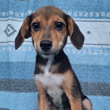 ミックス(柴犬×ビーグル)【鹿児島県・男の子・2025年5月16日・ブラック&タン】の写真「元気な子です🎵」