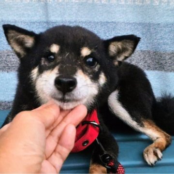 ミックス(チワワ×柴犬)【鹿児島県・男の子・2024年9月1日・黒】の写真「性格の良い子です🎵」