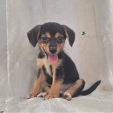 柴ビ一(柴犬×ビーグル)