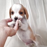 ビーグル