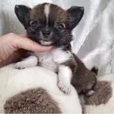 チワワ(ロング)