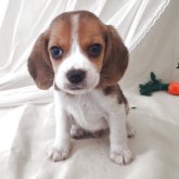 ビーグル