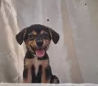 柴ビ一(柴犬×ビーグル)【鹿児島県・男の子・2025年5月16日・トライカラー】の写真6