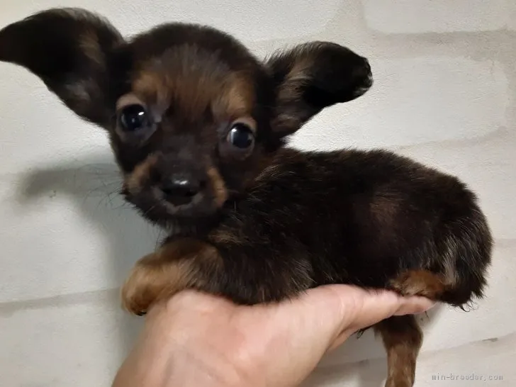ID:2008-02321の子犬