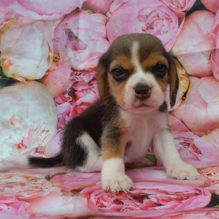 ID：2406-03129の子犬