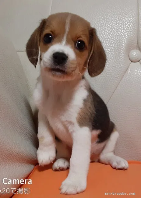 ID:2105-01941の子犬