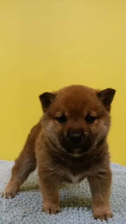 ID:1903-00256の子犬