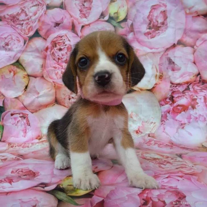 ID:2406-03127の子犬