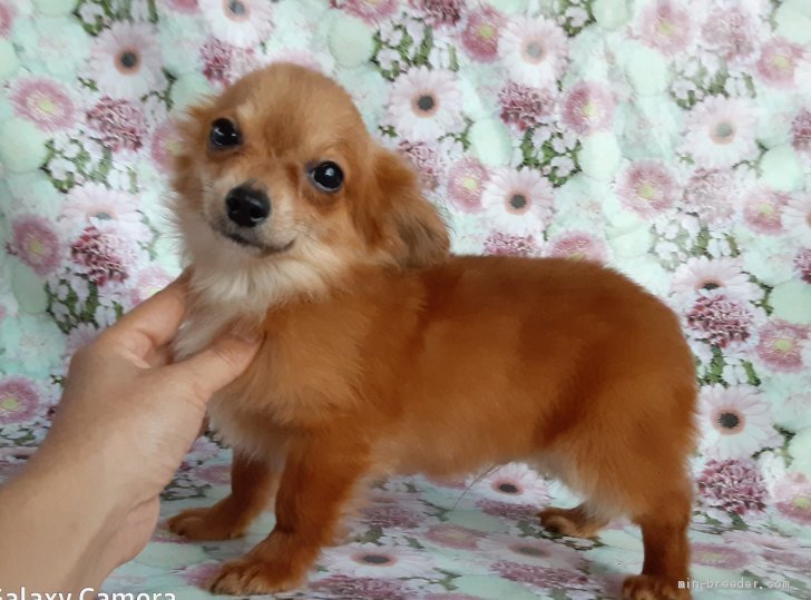 ミックス その他犬種の子犬をお迎えいただいたお客様の声 口コミ 評判 鹿児島県 みんなのブリーダー