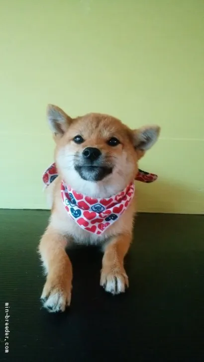 T.H 様のお迎えした子犬