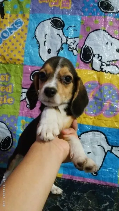 Katsu 様のお迎えした子犬