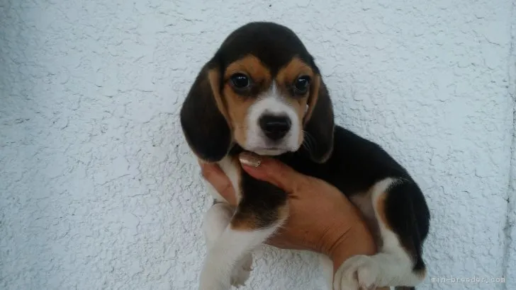 ID：1808-02550の子犬