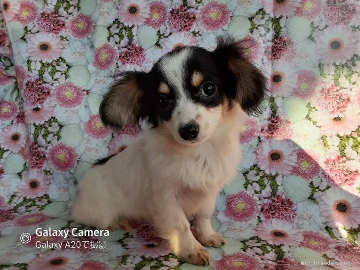 ID:2104-02075の子犬