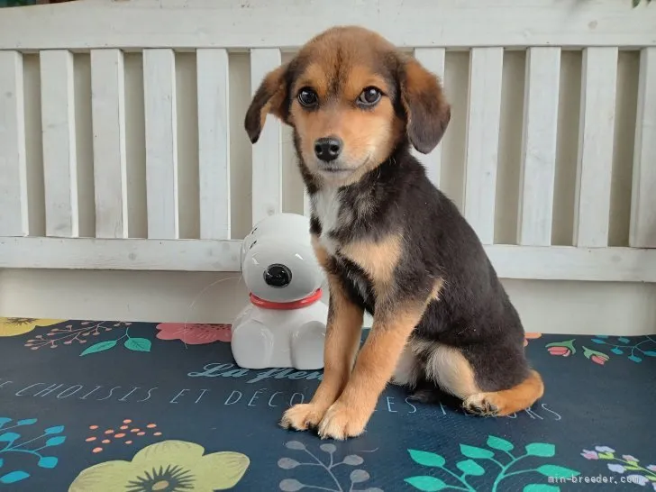 S.T 様のお迎えした子犬