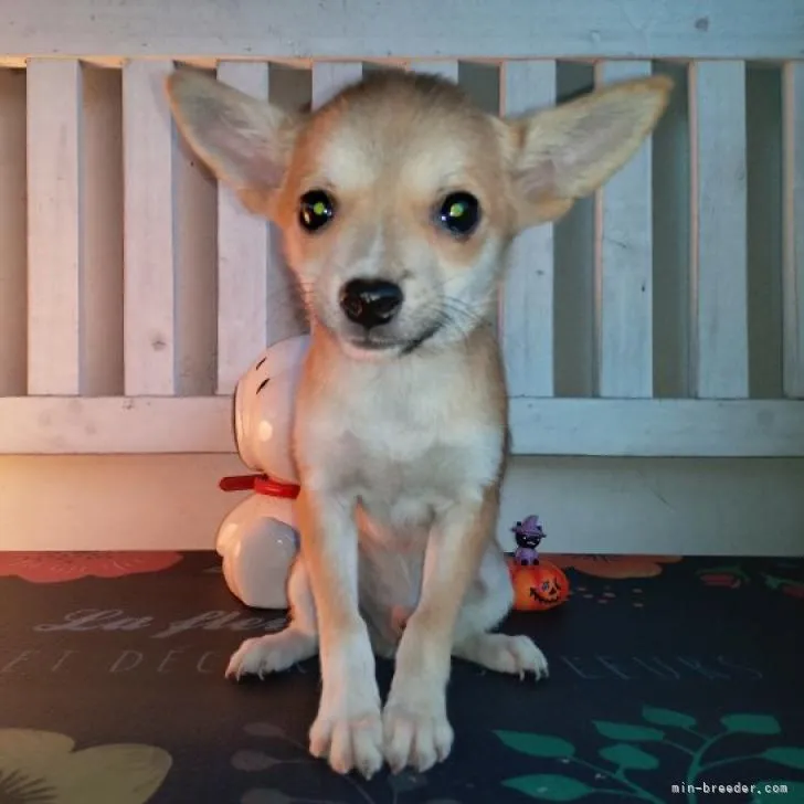 ID:2207-00337の子犬