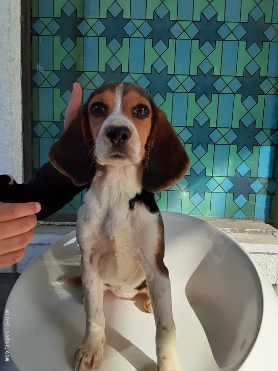 ID:2003-01121の子犬