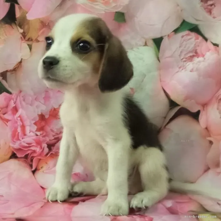 ソラリス 様のお迎えした子犬