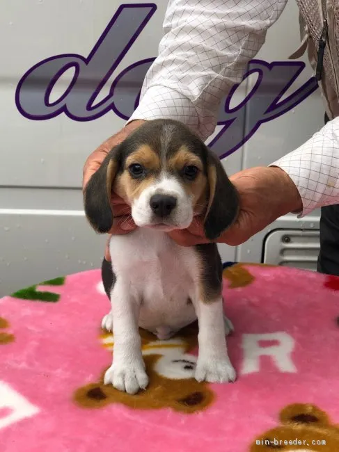 はるきち 様のお迎えした子犬