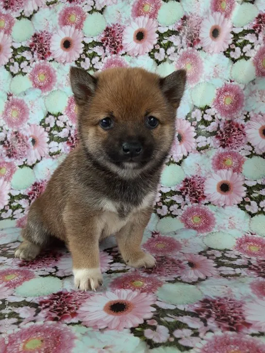 T.Y 様のお迎えした子犬