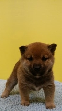 柴犬(標準サイズ)【鹿児島県・女の子・2019年1月22日・赤】の写真「狸顔の美人ちゃんです♪」