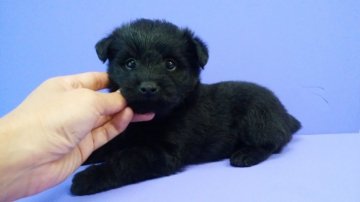 プードル×チワワ【鹿児島県・男の子・2019年10月5日・ブラック】の写真「おっとりな性格です★」
