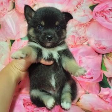 豆柴✕チワワ【鹿児島県・男の子・2022年5月20日・ブラック】の写真「柴よりの可愛いいお顔♪」