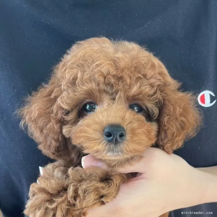 ID：2507-04140の子犬