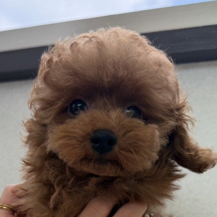 ブリーダー画像