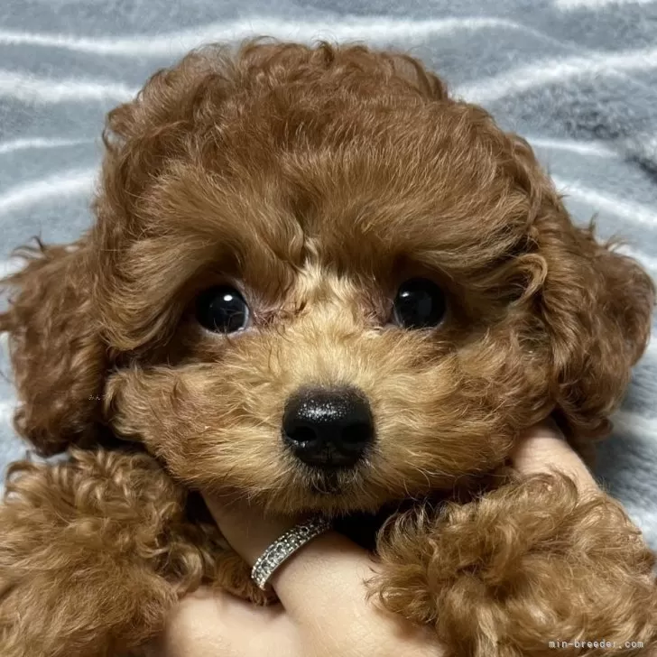 ID:2411-04654の子犬