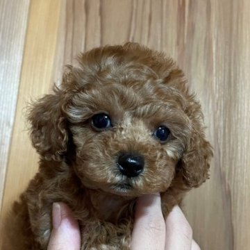 トイプードル(タイニー)【長崎県・男の子・2025年5月8日・レッド】の写真「愛くるしいクリクリお目目の男の子♪」