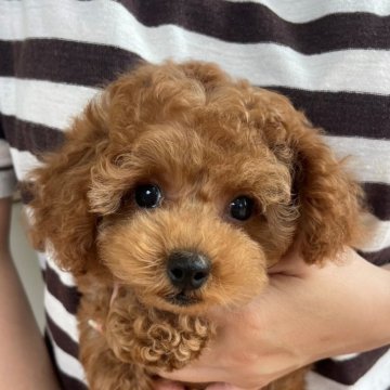 トイプードル(タイニー)【長崎県・男の子・2025年5月8日・レッド】の写真「愛くるしいクリクリお目目のイケメン君♪」