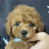 タイニープードル