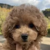 トイプードル(トイ)【長崎県・女の子・2024年10月8日・レッド】の写真1