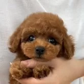 タイニープードル